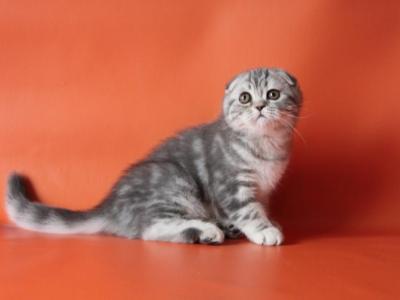 Dakota Scottish Fold Female - Scottish Fold - Gallery Photo #1