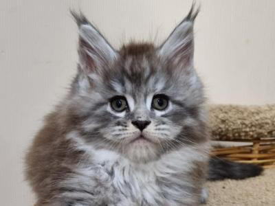 Flawless Maine Coon Male - Maine Coon - Gallery Photo #1