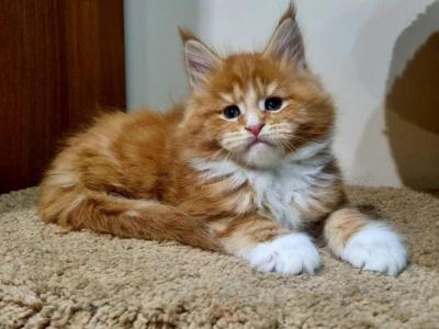 Parker Maine Coon Male - Maine Coon - Gallery Photo #1