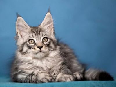 Patrik Maine Coon Male - Maine Coon - Gallery Photo #1