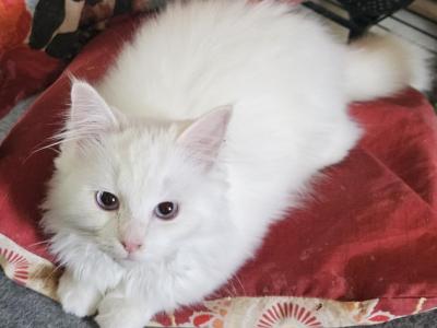 Flame Point Sweetheart - Ragdoll - Gallery Photo #1