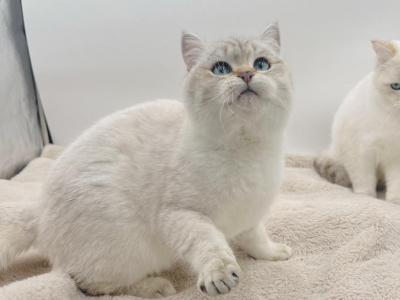 Golden Color Point BSH Boy - British Shorthair - Gallery Photo #1