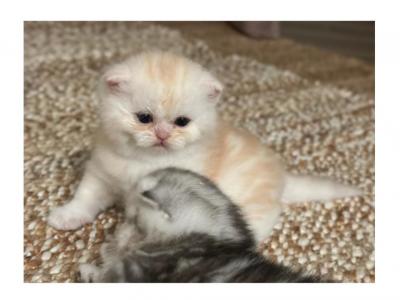 George Half Off Summer Sale - British Shorthair - Gallery Photo #1