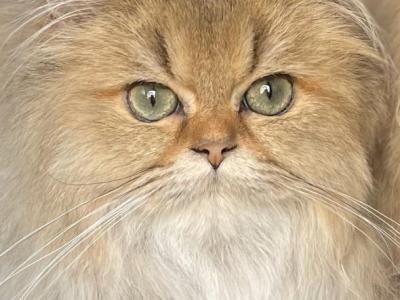 TICA Golden Chinchilla - Persian - Gallery Photo #1