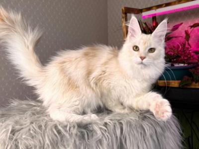 Milana - Maine Coon - Gallery Photo #1