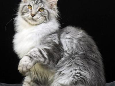 Wink - Maine Coon - Gallery Photo #1