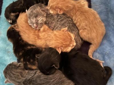Maine Coon Kittens Sarasota - Maine Coon - Gallery Photo #1