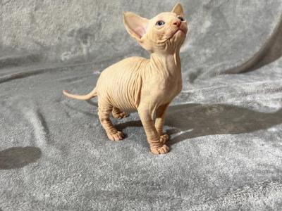 Stephan - Sphynx - Gallery Photo #1