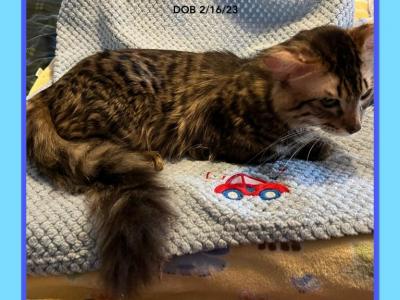 CASHMERE GENETTAS Long Hair Bengal Munchkin - Bengal - Gallery Photo #1