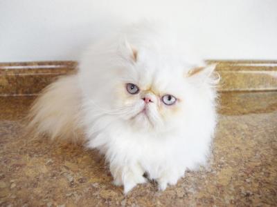 Persian Jewel Cattery Two - Persian - Gallery Photo #1