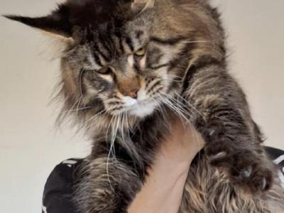 Qadar - Maine Coon - Gallery Photo #1