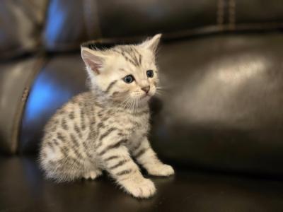 Silver Bengal - Bengal - Gallery Photo #1