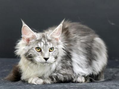 Maine Coon NY A Williamina - Maine Coon - Gallery Photo #1