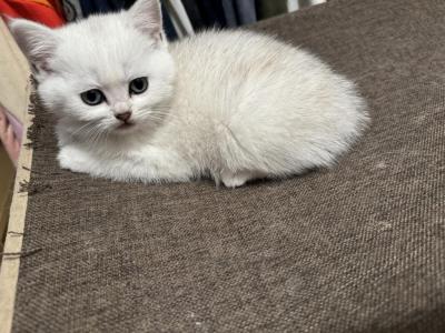 Sky - Scottish Fold - Gallery Photo #1