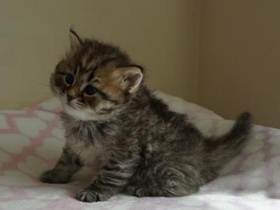 2 Tiger Brown Female - Siberian - Gallery Photo #1