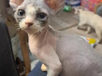 Buddy - Devon Rex - Gallery Photo #1