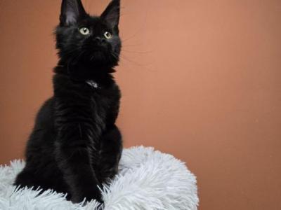 Mainecoon Black Girl - Maine Coon - Gallery Photo #1