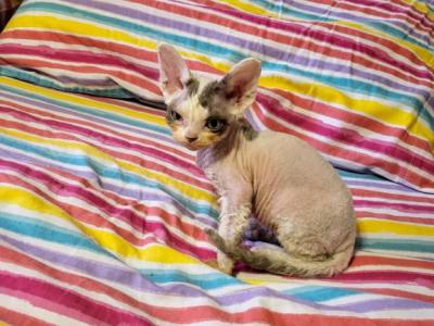 Oscar - Devon Rex - Gallery Photo #1