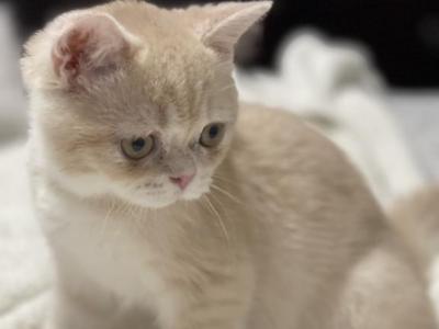 Leo - British Shorthair - Gallery Photo #1