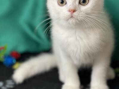 Romeo - Scottish Fold - Gallery Photo #1