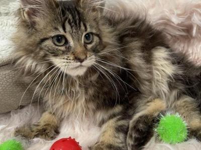 Lorena - Maine Coon - Gallery Photo #1