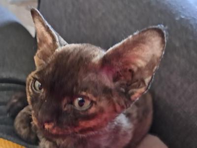 Bambee - Devon Rex - Gallery Photo #1