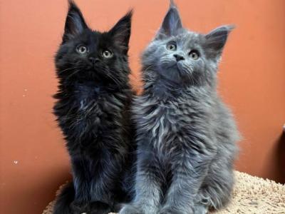 Black With White Pedigree Show Girl Amazing Pet's - Maine Coon - Gallery Photo #1