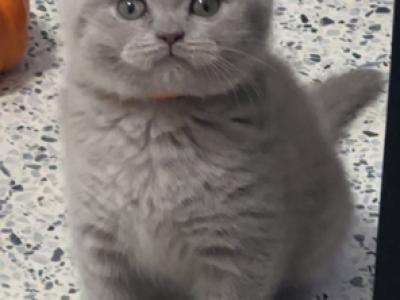 BRITISHKITNCAT British SH Lilac Female - British Shorthair - Gallery Photo #1