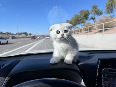 Sara - Scottish Fold - Gallery Photo #1