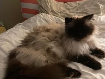 Sweet Pea - Ragdoll - Gallery Photo #1