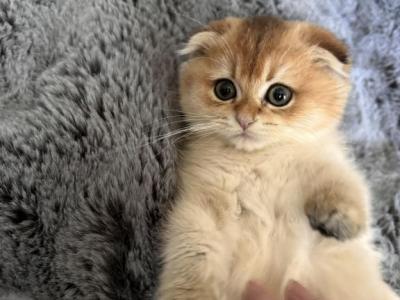 Bublik - Scottish Fold - Gallery Photo #1