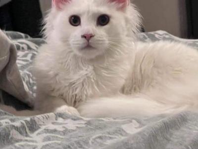 White - Maine Coon - Gallery Photo #1
