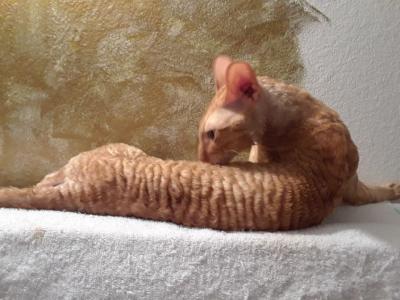 Houdini - Cornish Rex - Gallery Photo #1