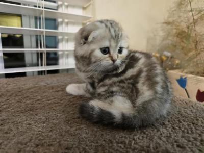 Stella - Scottish Fold - Gallery Photo #1