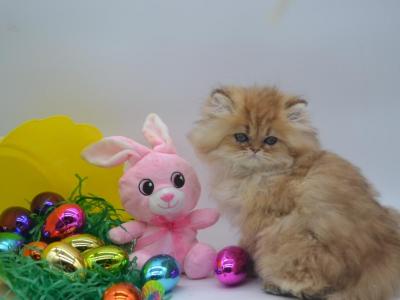 Blue Golden Persian Kitten For Sale In Wisconsin - Persian - Gallery Photo #1