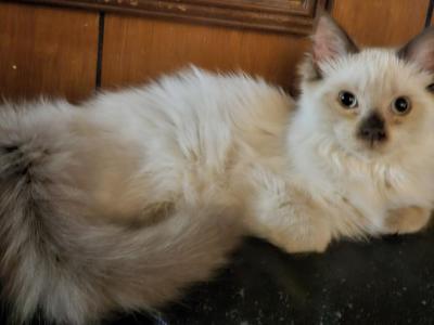 Seal Point Sweetie - Ragdoll - Gallery Photo #1