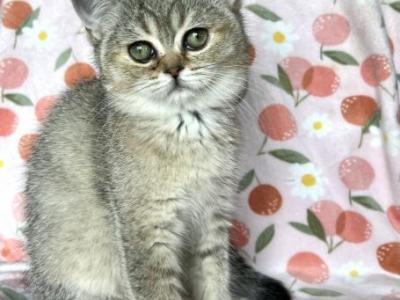 Bella - British Shorthair - Gallery Photo #1