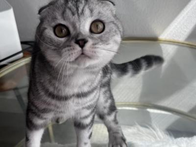 Ivan - Scottish Fold - Gallery Photo #1