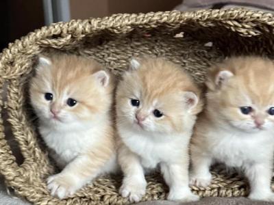 British Shorthair Golden Chinchilla By12 - British Shorthair - Gallery Photo #1