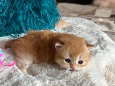 Golden Chinchilla Longhair - British Shorthair - Gallery Photo #1