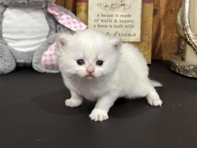 British Shorthair Golden Point - British Shorthair - Gallery Photo #1