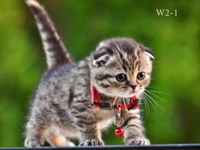 Scottish Fold Female - Scottish Fold - Gallery Photo #1