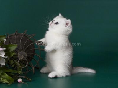 Pedro Munchkin Standard Silver Shaded Chinchilla - Munchkin - Gallery Photo #1