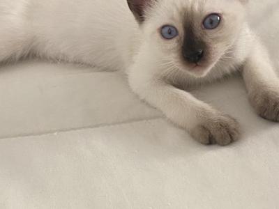 Chloes - Siamese - Gallery Photo #1