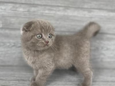 Elias Cattery Robin - Scottish Fold - Gallery Photo #1