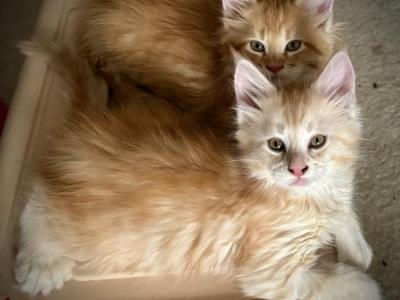 GORGEOUS ORANGE FEMALES - Maine Coon - Gallery Photo #1