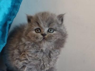 Rozzi British - British Shorthair - Gallery Photo #1