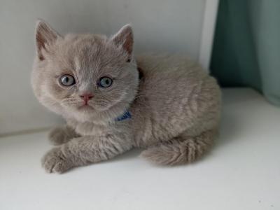 British NOV Ulian - British Shorthair - Gallery Photo #1