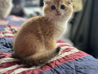 Lary - Scottish Fold - Gallery Photo #1