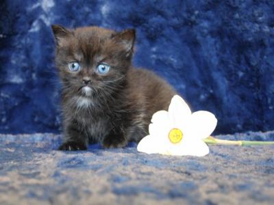 Black Dominant Blue And Or Odd Eyed English Muffin - Munchkin - Gallery Photo #1